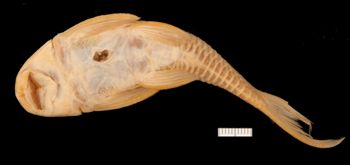 Media type: image;   Ichthyology 7863 Aspect: ventral,description